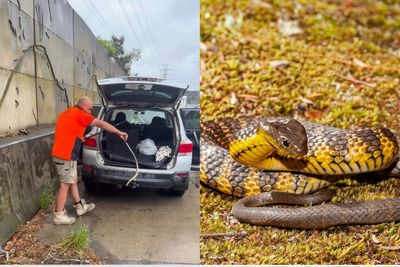 Woman finds deadly tiger snake slithering up her leg while driving 50mph on freeway