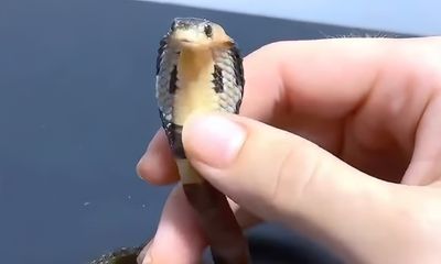 Footage shows man handling frightened baby cobra; ‘Don’t try this’