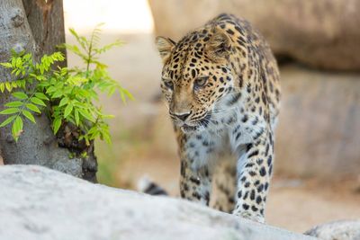 Critically endangered leopard dies at age 21 in California zoo