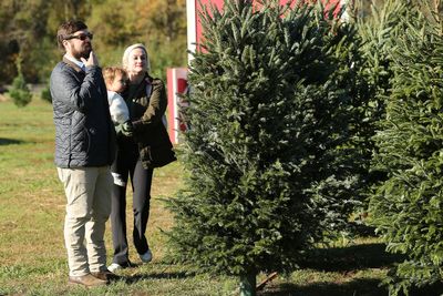 How climate change is impacting our Christmas trees