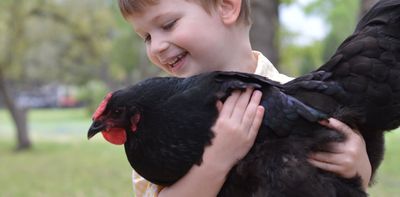 ‘They’re my babies’: what our attitudes to backyard chickens reveals about Australians