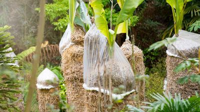 How to overwinter banana trees – professional tips to keep your tropical plant protected