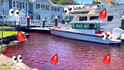 Water Near Sydney Harbour Turned Blood-Red In Yet Another Sign The End Of The World Is Nigh