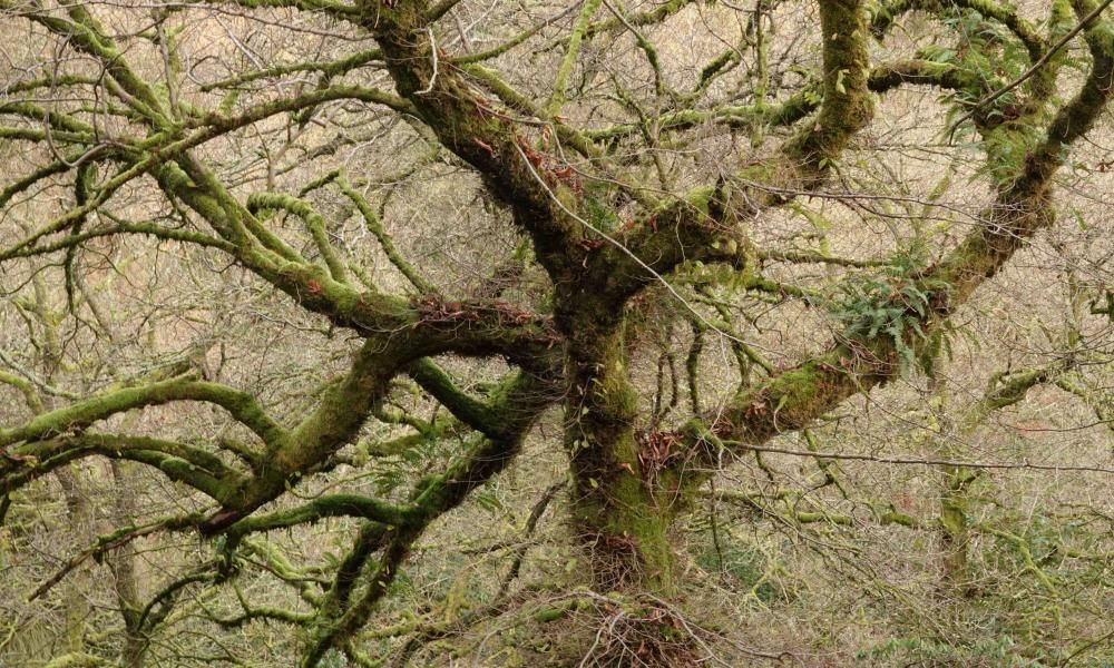 Country diary: An elm tree so grand it’s easy to miss