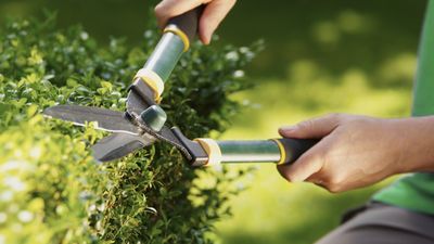 When to prune hedges – get the timing right for healthy growth with our expert guide