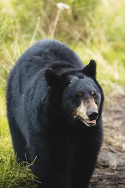 Bear Caught After Running Amok In Japanese Supermarket