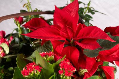 How to make your houseplants look festive