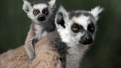 Historic rescue returns trafficked and endangered wildlife to Madagascar