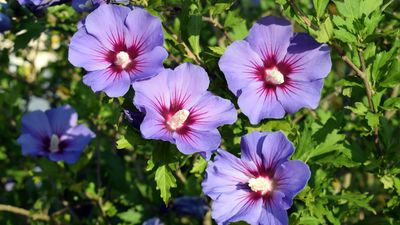 Why is my rose of Sharon turning yellow? Expert advice for common gardening problems