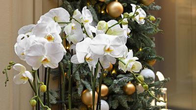 I've never liked poinsettias, so I'm growing these Christmas orchids instead – 5 varieties guaranteed to to give you that festive feel