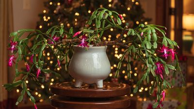 5 tips to keep your Christmas cactus flowering year after year