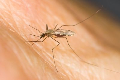 Holidaymakers urged to protect themselves against malaria as cases surge