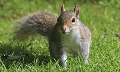 ‘Substantial’ increase in grey squirrels in England is concerning, campaigners say