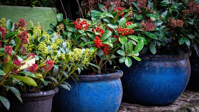 Best winter plants for pots and borders – 15 ideas to bring your yard to life during the colder months