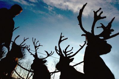 Christmas festival cancels reindeer due to bluetongue disease restrictions