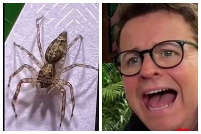 I'm A Celebrity host Declan Donnelly rushed to medics after Australian jungle spider bite