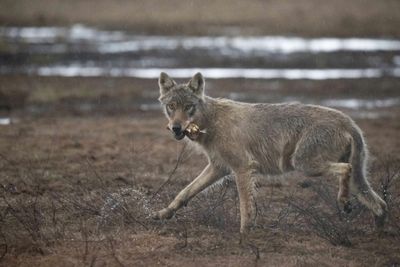 Wildlife Commission Lowers European Wolf Protections