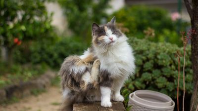 10 home remedies for fleas on cats with ingredients you probably already have