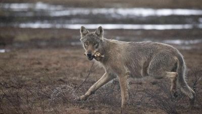 Europe downgrades wolf protections sparking outrage among conservationists