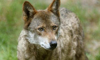 Wolves to lose protection, as EU lowers bar for shooting wildlife