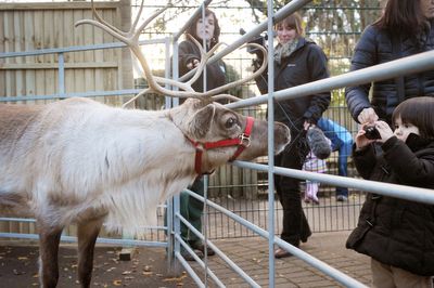 Christmas market cancels reindeer show over disease concerns