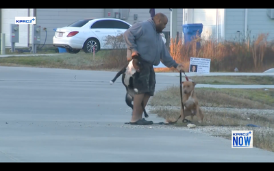 Texas neighborhood terrified by stray dogs roaming the streets, attacking residents