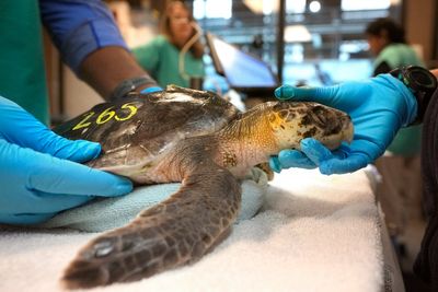 Global warming fills New England's rich waters with death traps for endangered sea turtles