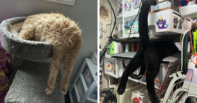 31 Images Of Adorable Animals Caught In Hilarious Dangling Positions