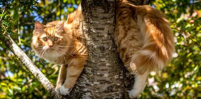 Ginger, tortie, calico – the mystery gene responsible for orange colour in cat coats has been found