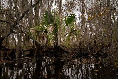 To save a dying swamp, Louisiana aims to restore the Mississippi River's natural flow