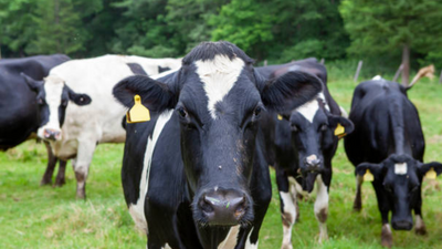 Why Hokkaido milk is the skincare secret everyone's moo-ving towards?