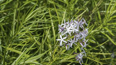 How to grow Arkansas blue star – for a drought-tolerant and flood-resistant native perennial with sky blue blooms