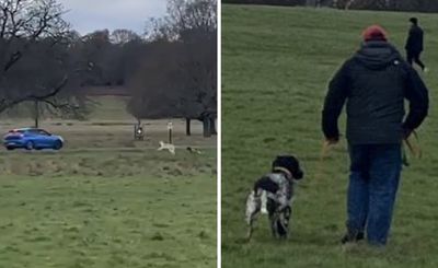 Horrifying moment deer is chased and killed by out-of-control dog in Richmond Park