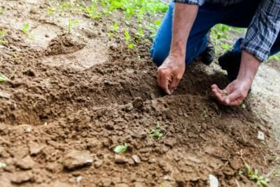 Over 80 People Plant Palm Seeds To Restore Coimbatore Pond