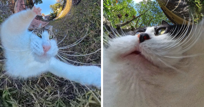 This Creator Takes Pictures Of His Cats With A 360 Wide-Angle Camera, And The Results Are Hilarious (39 Pics)