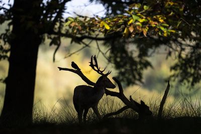 Search for owner after dog chases and kills deer in Richmond Park