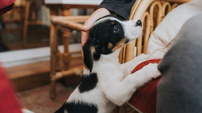 Does your dog jump up when greeting people? Try this trainer's simple tip