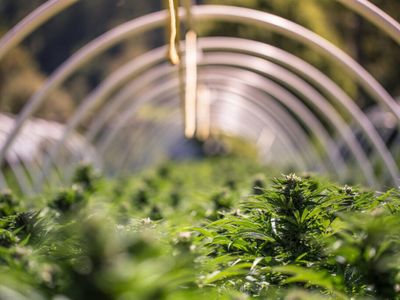 EXCLUSIVE: 3 Famed Cannabis Genetics Providers Announce Merger And Initial Public Offering