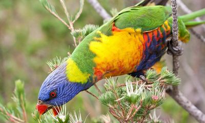 Dead native birds and flying foxes found in SA town home to one of world’s largest lead smelters