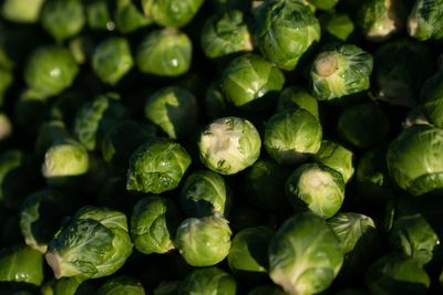 Fussy eaters may actually have disorder linked to brain structure, study finds