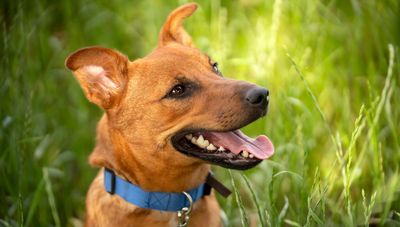 How to keep dog teeth clean: 8 top tips from a vet