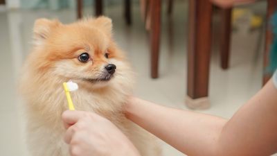 Is homemade dog toothpaste safe? A vet weighs in