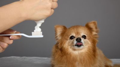 How much does dog teeth cleaning cost and it is worth it?