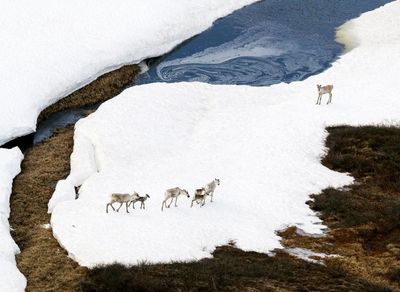 ‘Straight in harm’s way’: can Trump open up Alaska’s 19m-acre refuge for drilling?