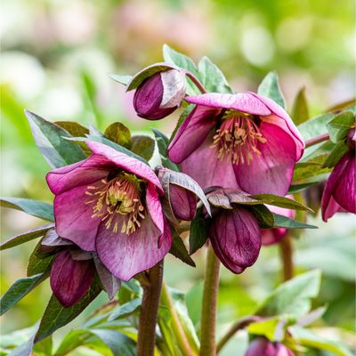 How to grow hellebores for stunningly easy winter blooms