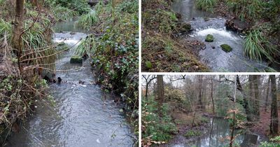 Environment watchdog reveals why stream at popular park turned 'bright blue'