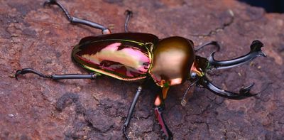 Australia boasts some of the world’s most stunning beetles. Look out for these 5 beauties this summer