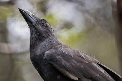 Bird Believed to Guide the Dead into Afterlife Makes Wild Return After Going Extinct Years Ago