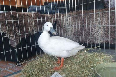 Blind duck adopted after being ‘bullied’ by other ducks