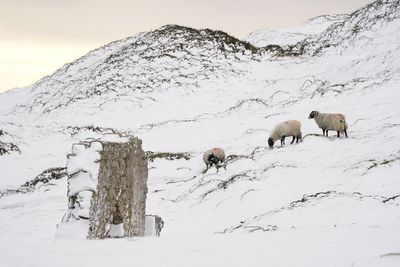 Hill farmers’ finances ‘in jeopardy’ from delays to new farming schemes – report